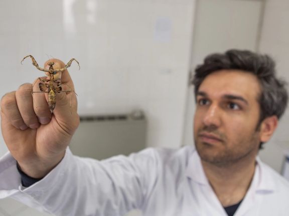 Mahmood Kolnegari holding the new to science mantis species Sinaiella azadi he found in the mountains of central Iran (Photo courtesy of Mahmood Kolnegari via Mongabay)