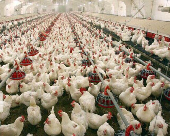 A poultry farm in Iran