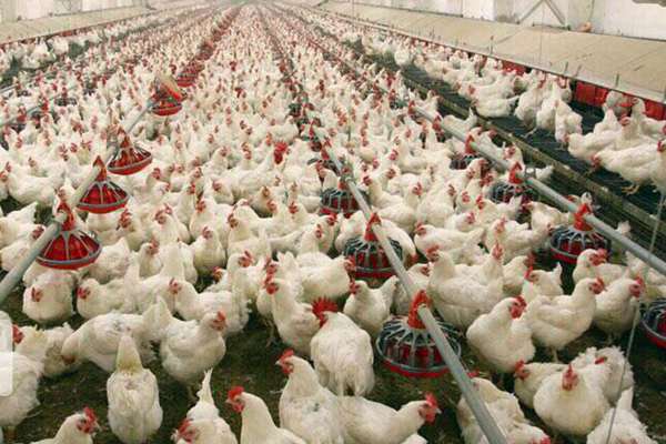 Iraq Bans Import Of Poultry, Eggs From Iran To Protect Its Producers