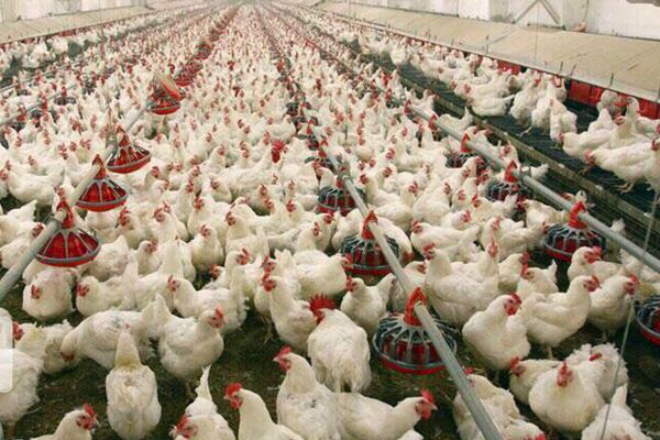 Iraq Bans Import Of Poultry, Eggs From Iran To Protect Its Producers