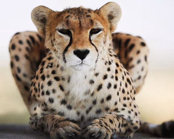 Only 17 Asiatic cheetahs remain in Iran, environmental chief warns