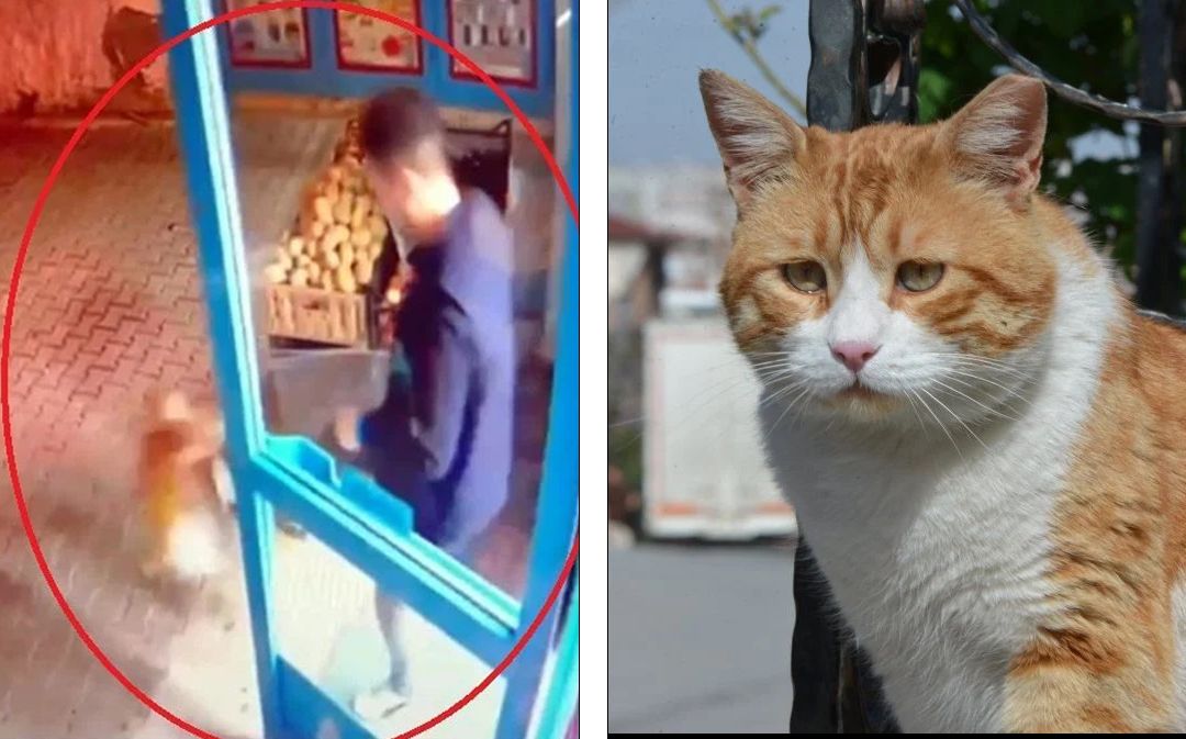 لگد زدن به گربه باعث تعلیق کارمند سوپرمارکتی در ترکیه شد