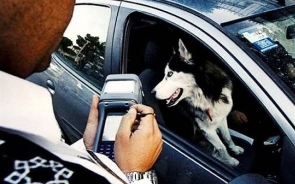 رییس پلیس راهور تهران: جریمه سگگردانی بسیار کمتر از قیمت غذای سگ است