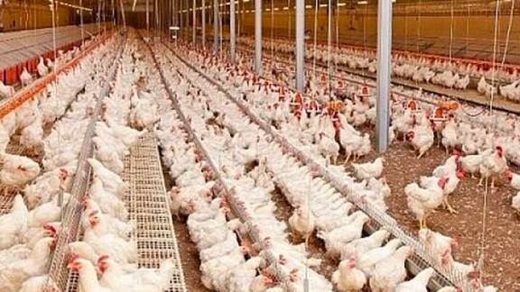هشت هزار و ۵۰۰ قطعه مرغ در گناباد به دلیل قطع برق و گرمای هوا تلف شدند