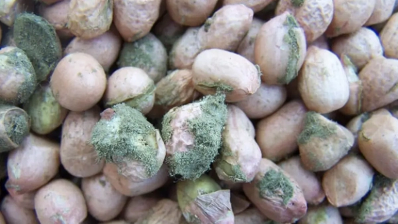 Iranian pistachios contaminated with aflatoxin