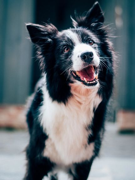 ماموران حکومت یک مکان نگهداری سگها را در تبریز پلمب کردند