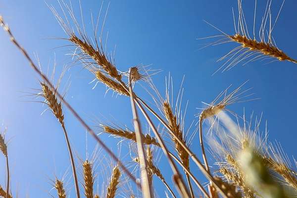 Russian Invasion May Cause Wheat, Corn Crisis In Iran