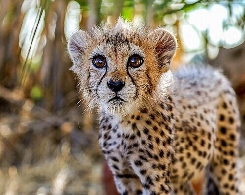 پیروز، تولهیوز ایرانی جان باخت؛ اعتراض به بیکفایتی جمهوری اسلامی در حفاظت از محیط زیست