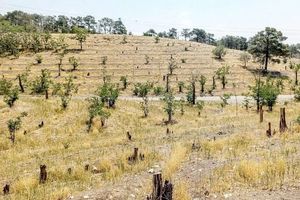 پارکهای جنگلی تهران در معرض خطر خشکیدگی قرار گرفتهاند