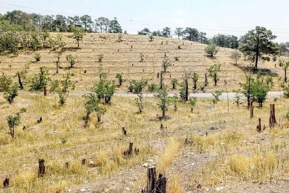 پارکهای جنگلی تهران در معرض خطر خشکیدگی قرار گرفتهاند