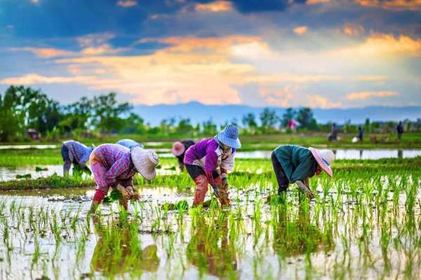 Rice Prices In Iran Double In One Year Amid General Inflation
