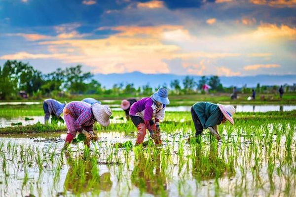Rice Prices In Iran Double In One Year Amid General Inflation