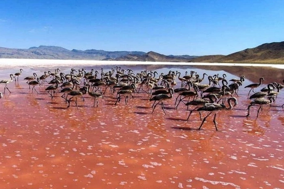 حدود ۱۲ هزار جوجه فلامینگو در تالاب بختگان در استان فارس در خطر تلف شدن هستند