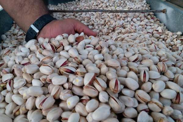 کانادا واردات پسته ایران را به دلیل آلودگی به باکتری سالمونلا ممنوع کرد