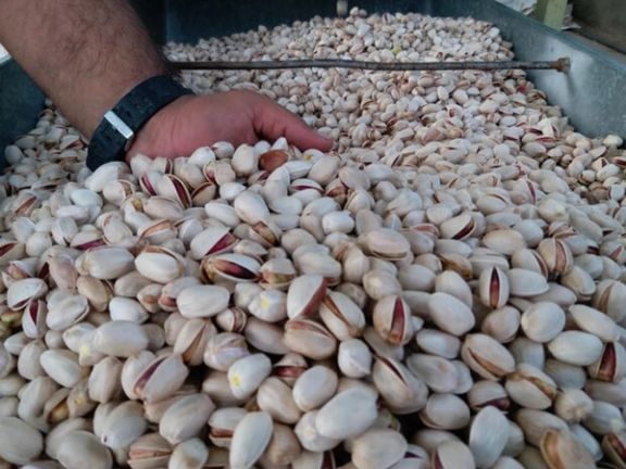 کانادا واردات پسته ایران را به دلیل آلودگی به باکتری سالمونلا ممنوع کرد