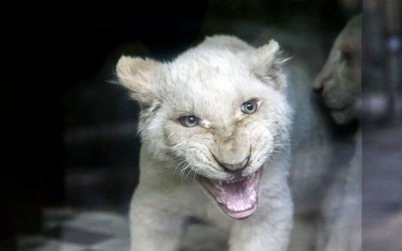 مدیر باغوحش ارم: قوچ و کل و بز و کانگورو دادیم، شیر سفید گرفتیم