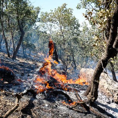 کاهش ۱/۵ میلیون هکتاری جنگلها در سالهای اخیر؛ ایرانیها یکچهارم سرانه جهانی جنگل دارند