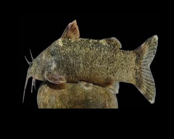 ثبت جهانی یک گونه تازه کشف شده ماهی به نام «علی دایی»