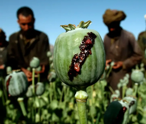 رغم انتقادات رسمية سابقة للحركة.. نواب إيرانيون "يثمنون" دور طالبان في مكافحة المخدرات