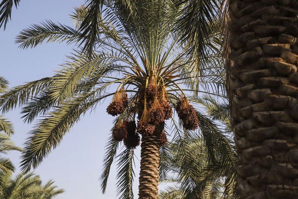 شح المياه يجبر إيران على بيع نخيلها لدول خليجية