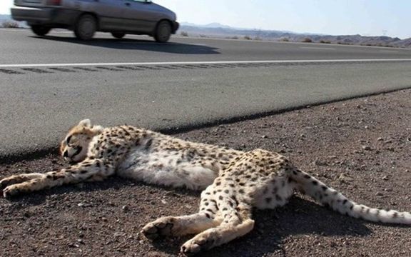 حفاظت محیط زیست سمنان: یک یوزپلنگ آسیایی بر اثر تصادف با خودرو تلف شد