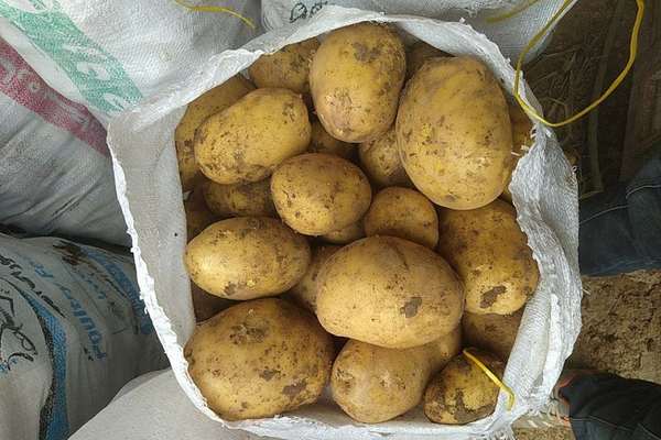 أسعار البطاطس تواصل الارتفاع في إيران واتهامات للمافيا والحكومة بالتسبب في الأزمة