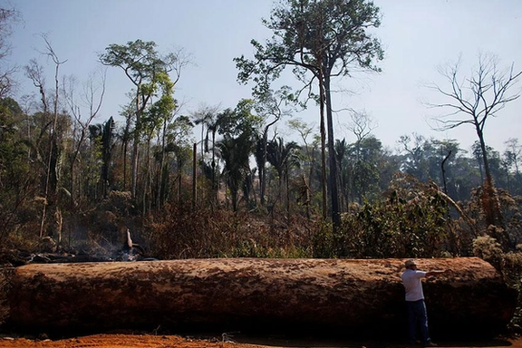 آیا «بازار داوطلبانه کربن» میتواند آمازون را نجات دهد؟