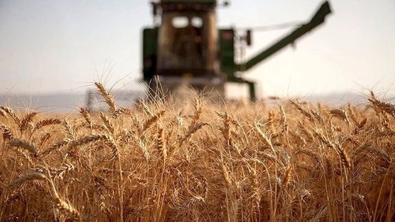 عضو هیئت مدیره بنیاد ملی گندم: تولید گندم بهدلیل کمبود انرژی و مشکلات آبیاری کم شده است