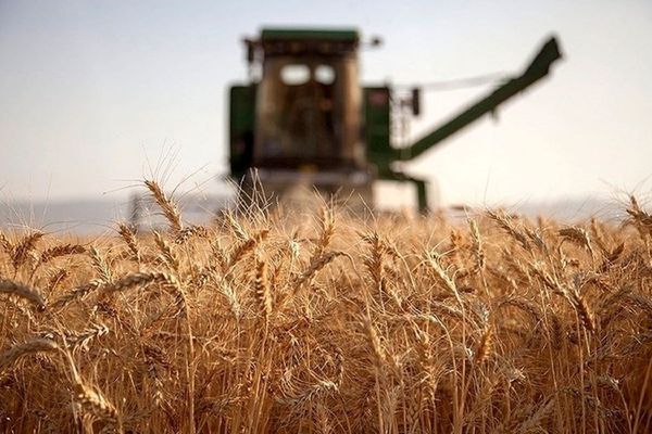بعد انخفاض المحصول بسبب الجفاف.. عجز في وردات القمح من المزارعين الإيرانيين 35%