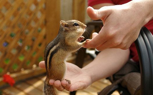 رییس سازمان حفاظت محیط زیست: خرید و فروش و قاچاق حیوانات وحشی زیاد شده است