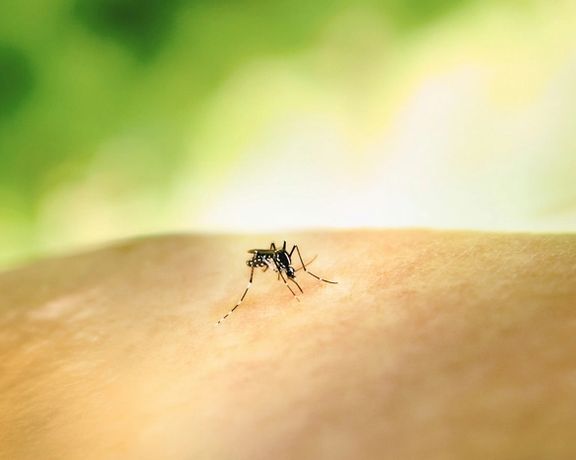 هشدار عضو هیات علمی انستیتو پاستور: امکان رسیدن پشههای آئدس به تهران، زیاد است