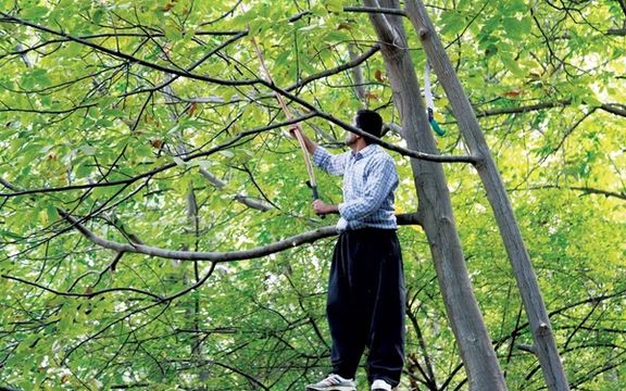 رییس مرکز اورژانس همدان: در یکماه اخیر پنح نفر بهدلیل سقوط از درخت گردو جان باختند