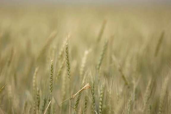 Stalks of wheat grow at a farm near Gonbad, 550 km (342 miles) northeast of Tehran, May 6, 2008