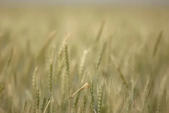Stalks of wheat grow at a farm near Gonbad, 550 km (342 miles) northeast of Tehran, May 6, 2008