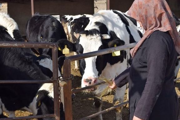 نتایج یک پژوهش: شش درصد از شیرهای چهار استان ایران به یک انگل خطرناک آلوده بودند