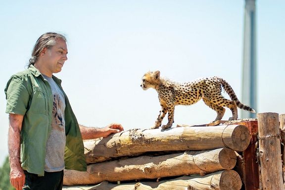 Asiatic cheetah cub Pirouz and Alireza Shahrdari, his main caretaker