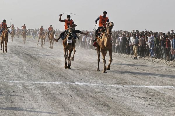 Iranian camel riders set for debut at overseas competition