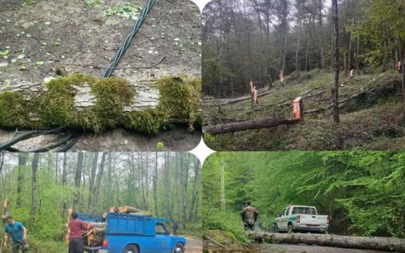 رییس اداره منابع طبیعی بهشهر: افراد ناشناس ۷۰ درخت جنگلی با قدمت ۶۰ ساله را قطع کردند