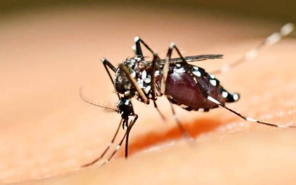 مقام وزارت بهداشت: تب دانگ مهمترین مساله حوزه سلامت در این روزهاست