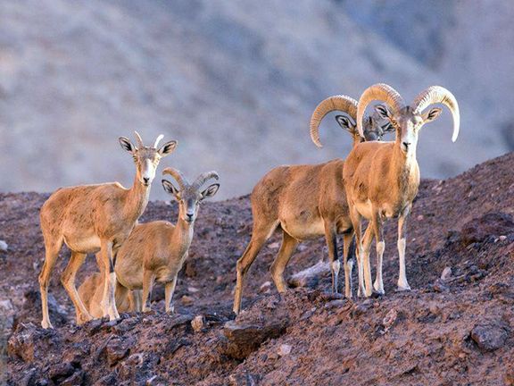 روزنامه همشهری: سالانه ۸۰ هزار گونه از جمعیت حیاتوحش ایران توسط خودروها له میشوند