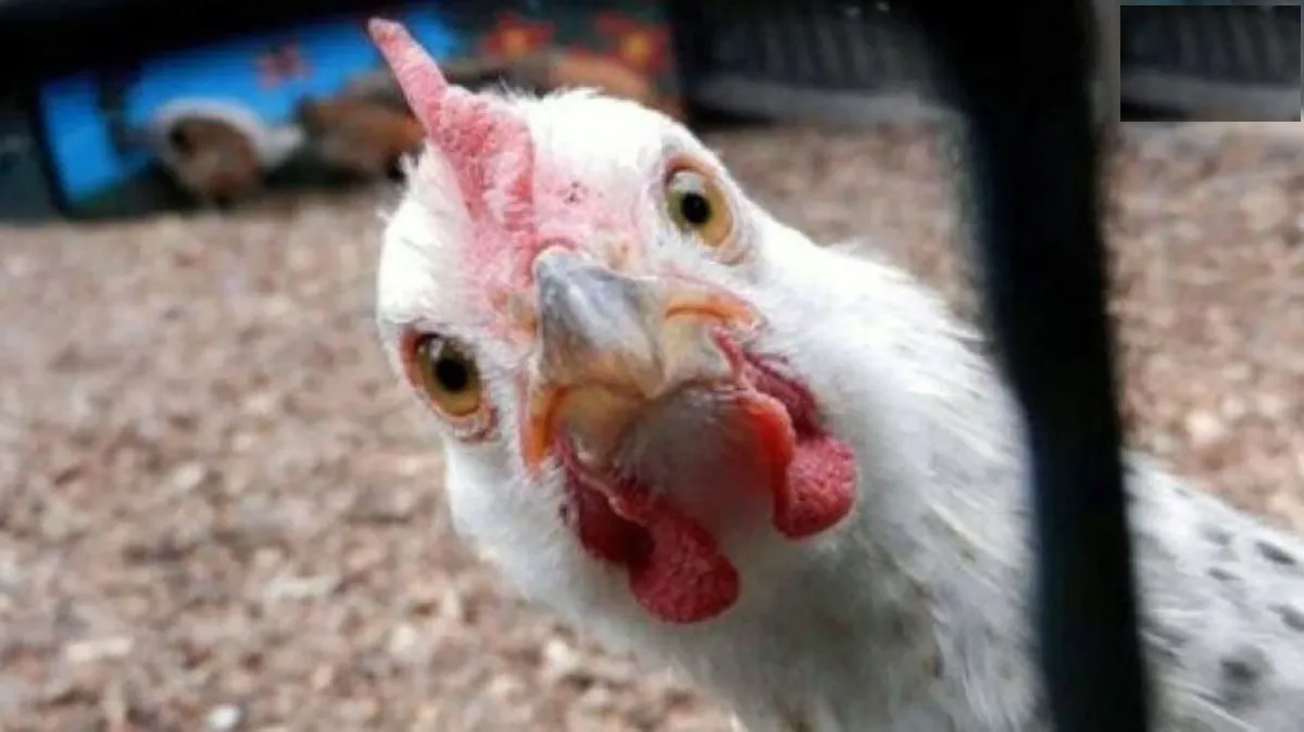 مرغ با قیمت بالاتر از مصوبه دولت فروخته می‌شود