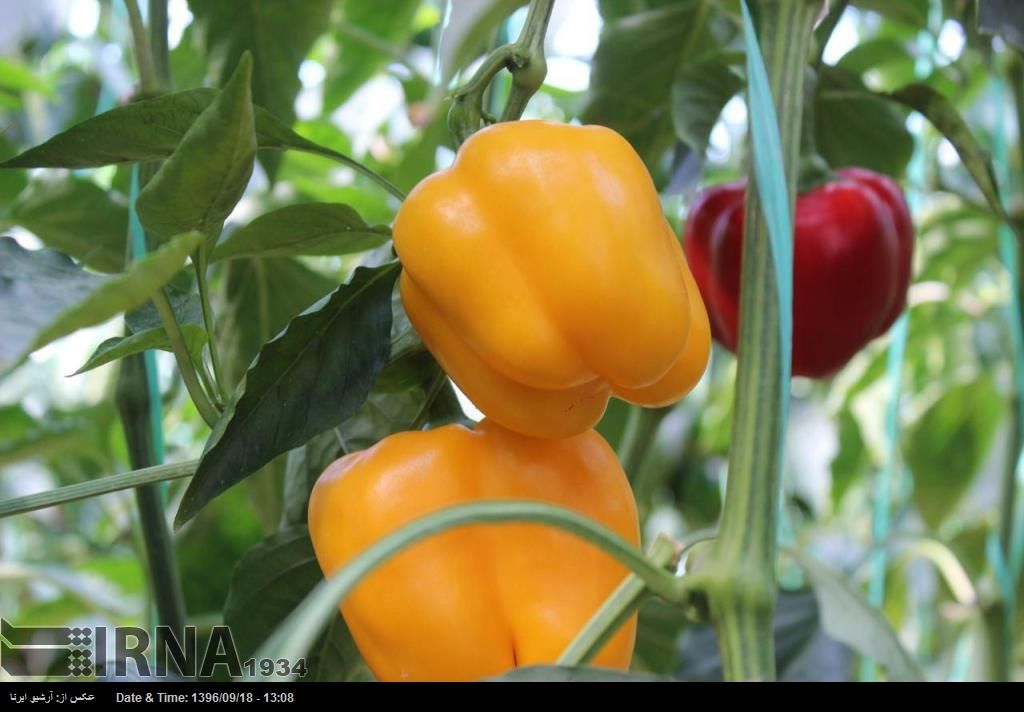 انجمن وارد‌کنندگان سم‌: میزان سموم پرخطر در کشاورزی ایران ۲۳ درصد است