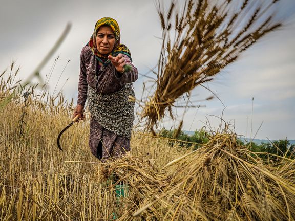 انجمن واردکنندگان سم و کود: ۲۳ درصد سموم مورد استفاده در کشاورزی ایران سموم پرخطر است