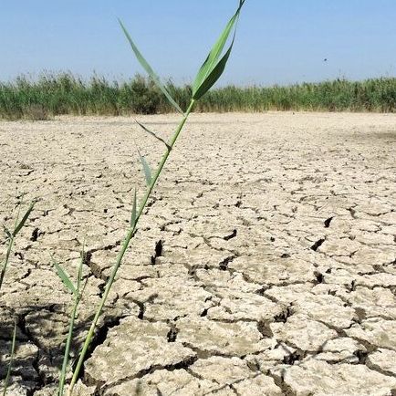 بحران هورالعظیم؛ حقآبه را ندهند تالاب در تابستان گرفتار آتشسوزیها و مرگ حیوانات میشود