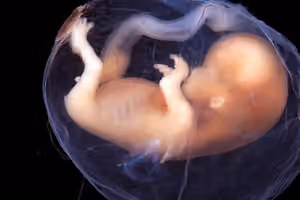 Frozen embryos advertised for sale online in Iran