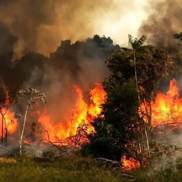 Iran suspects human cause in northern forest fire, probes land development ties
