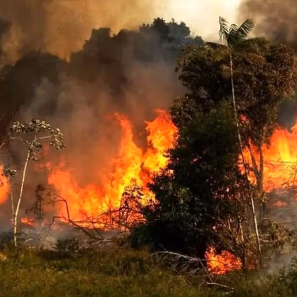 مقامات مسئول علت آتشسوزی جنگلهای الیت مازندران را به عامل انسانی نسبت دادند
