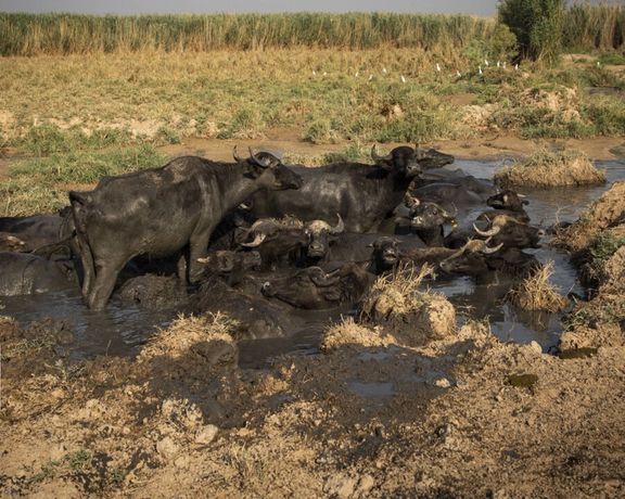 مشاور وزیر جهاد کشاورزی: ۱۰ سال آینده دوران ریاضت آبی است
