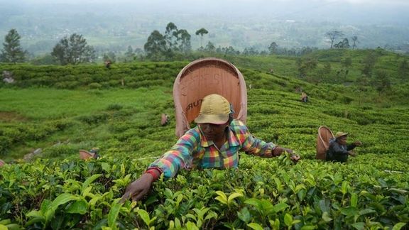 A tea picker plucks tea leaves at a plantation in Sri Lanka, August 19, 2022.