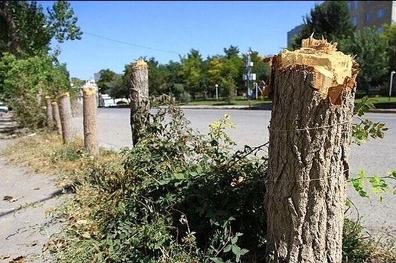 معاون محیطزیست استان فارس؛ برای جادهکشی قرار بود ۶۰۰ درخت قطع شود ولی ۶ هزار درخت قطع شد